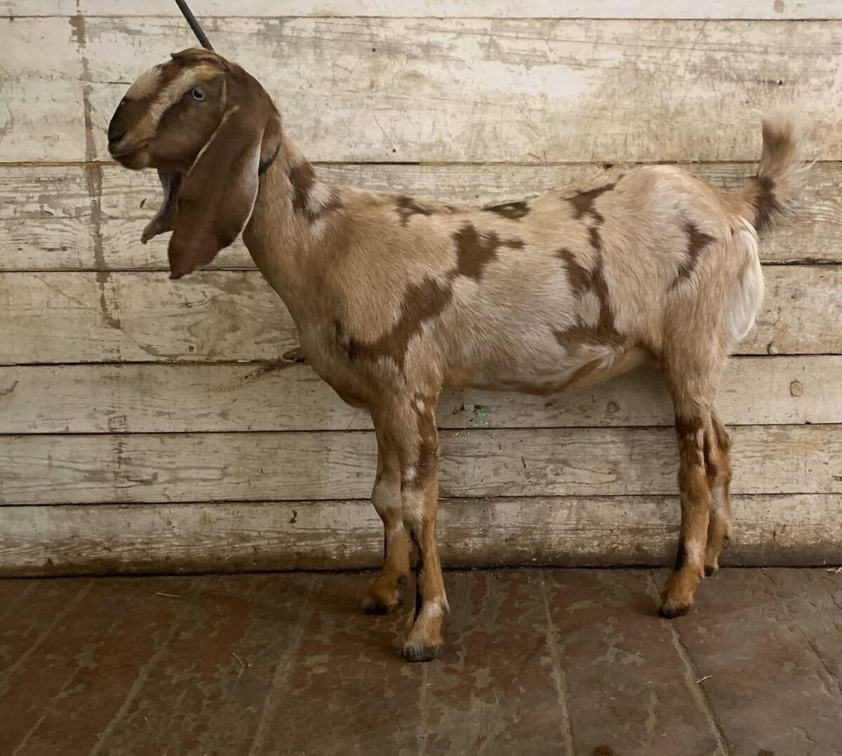 Козы Камори козы Шами