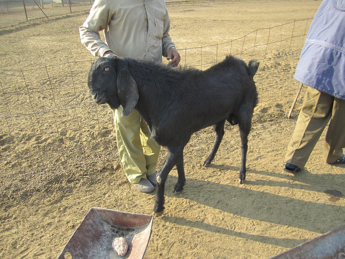 Козы породы битал