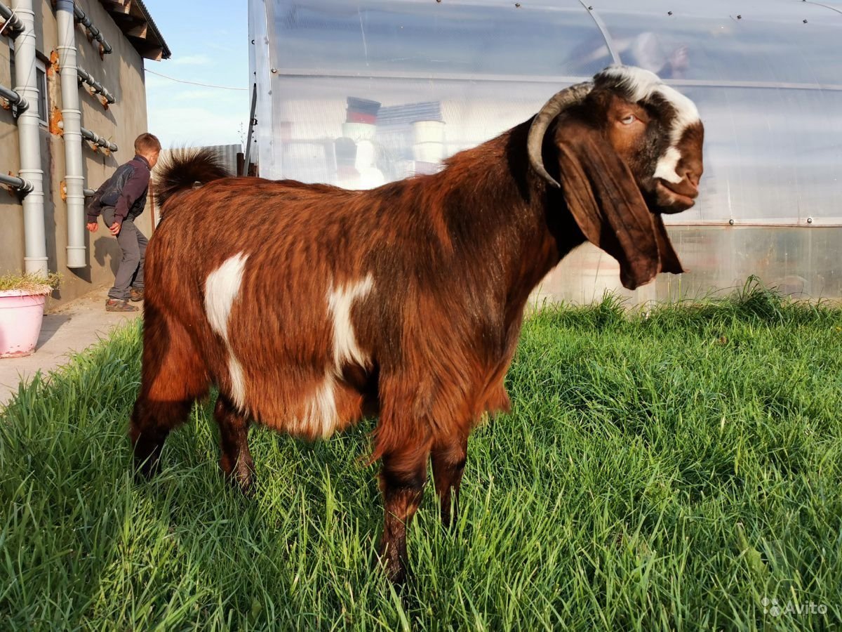 Дамасский козел породы Шами