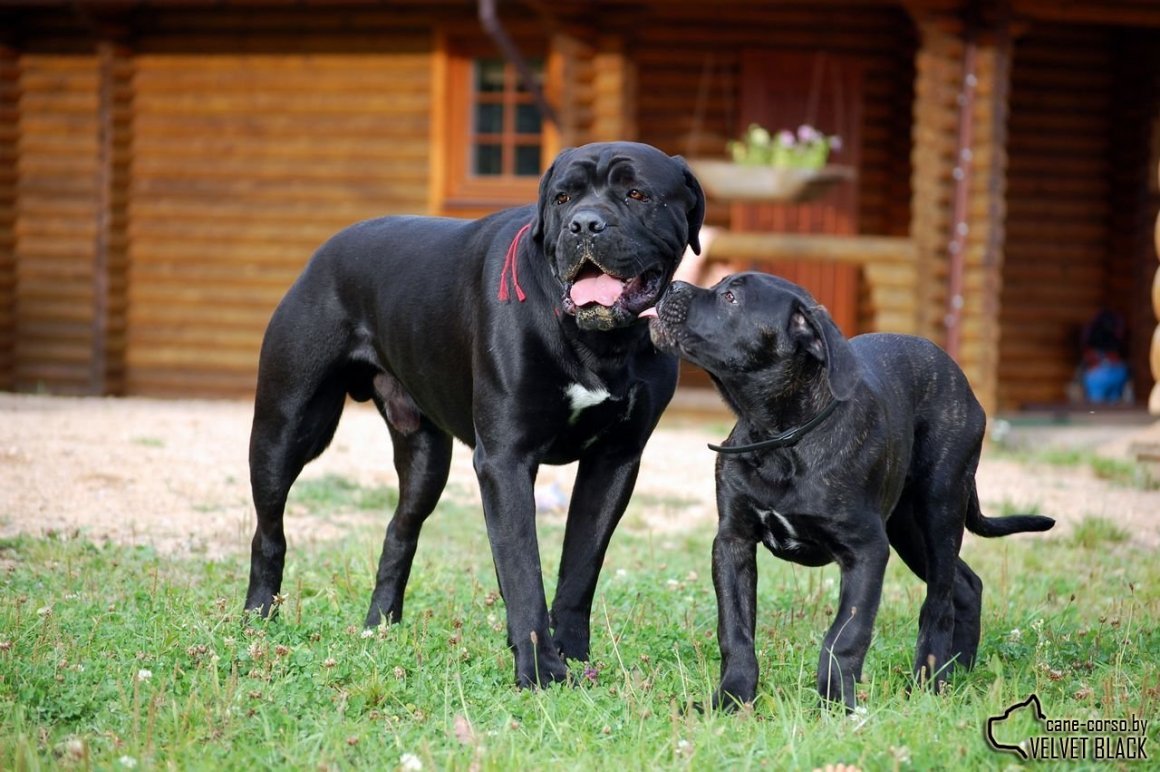 Черный лабрадор и Кане Корсо