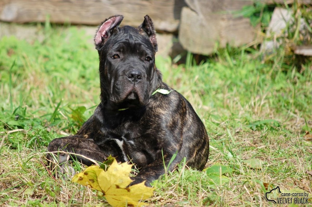 Метис Кане Корсо и овчарки