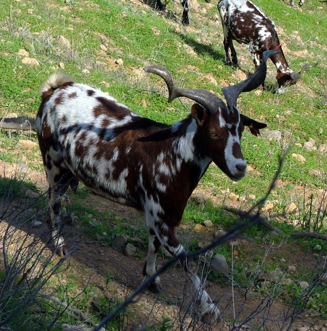 Грубошерстные породы коз