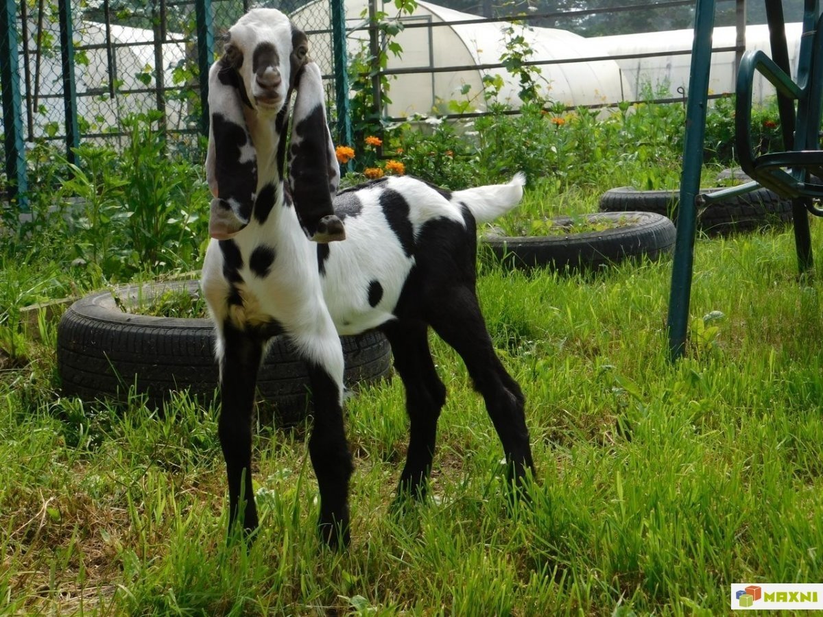 Камори битал