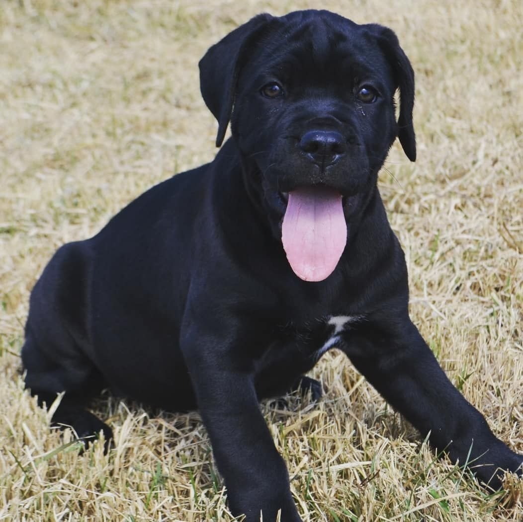 Кане Корсо и лабрадор