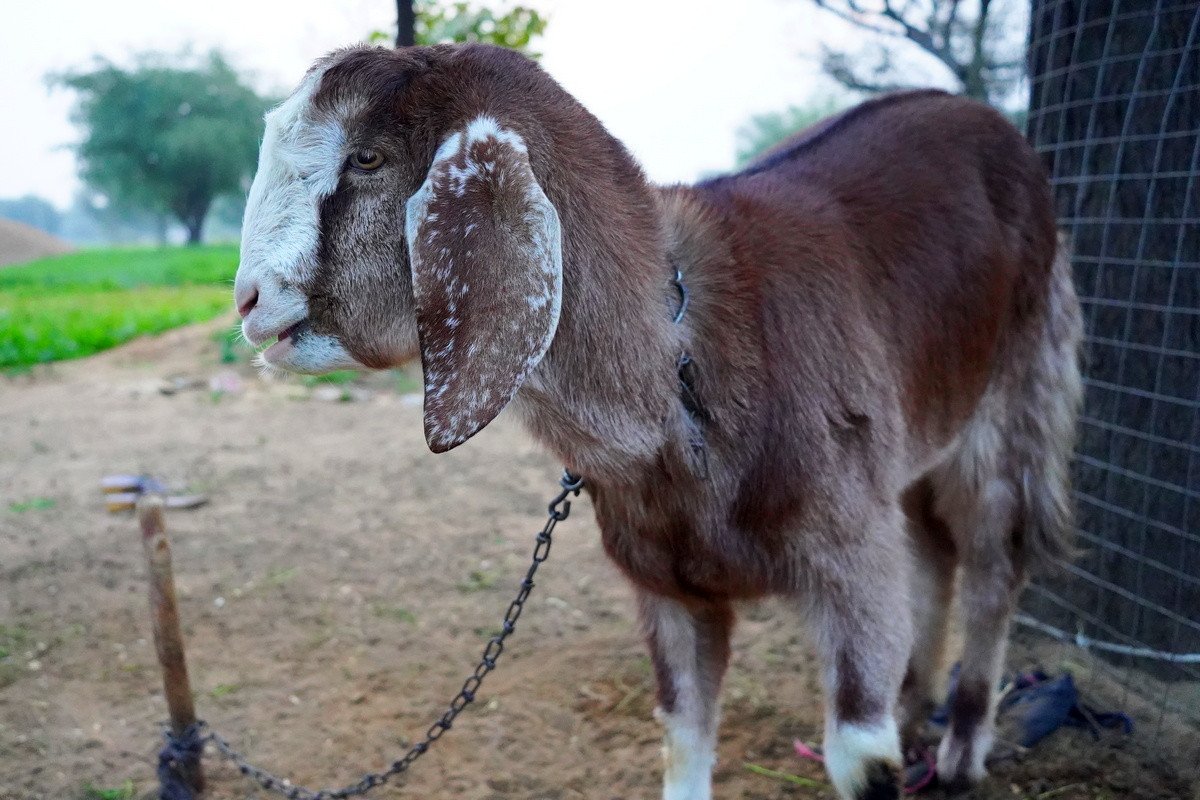 Козы породы битал