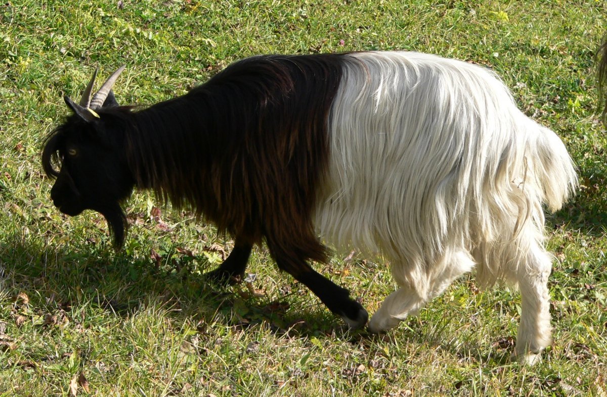 Валлийская черношеяя коза