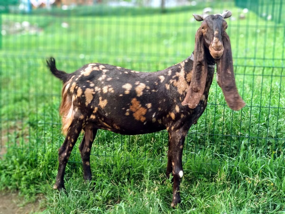 Козы породы Камори