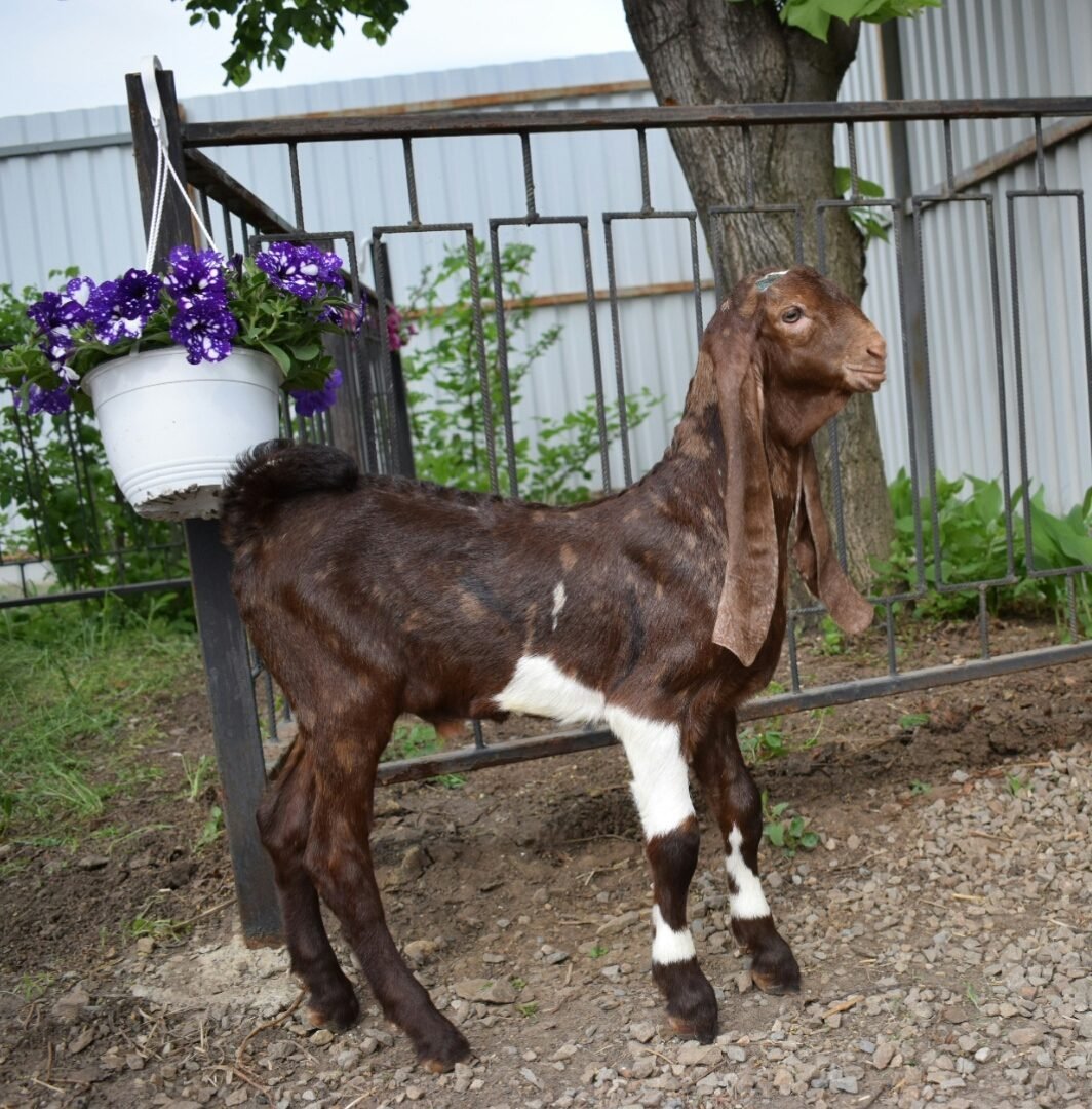 Козы Камори