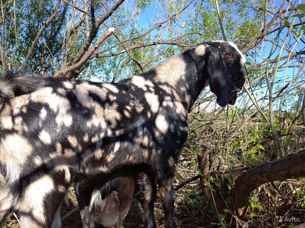 Биталы козы