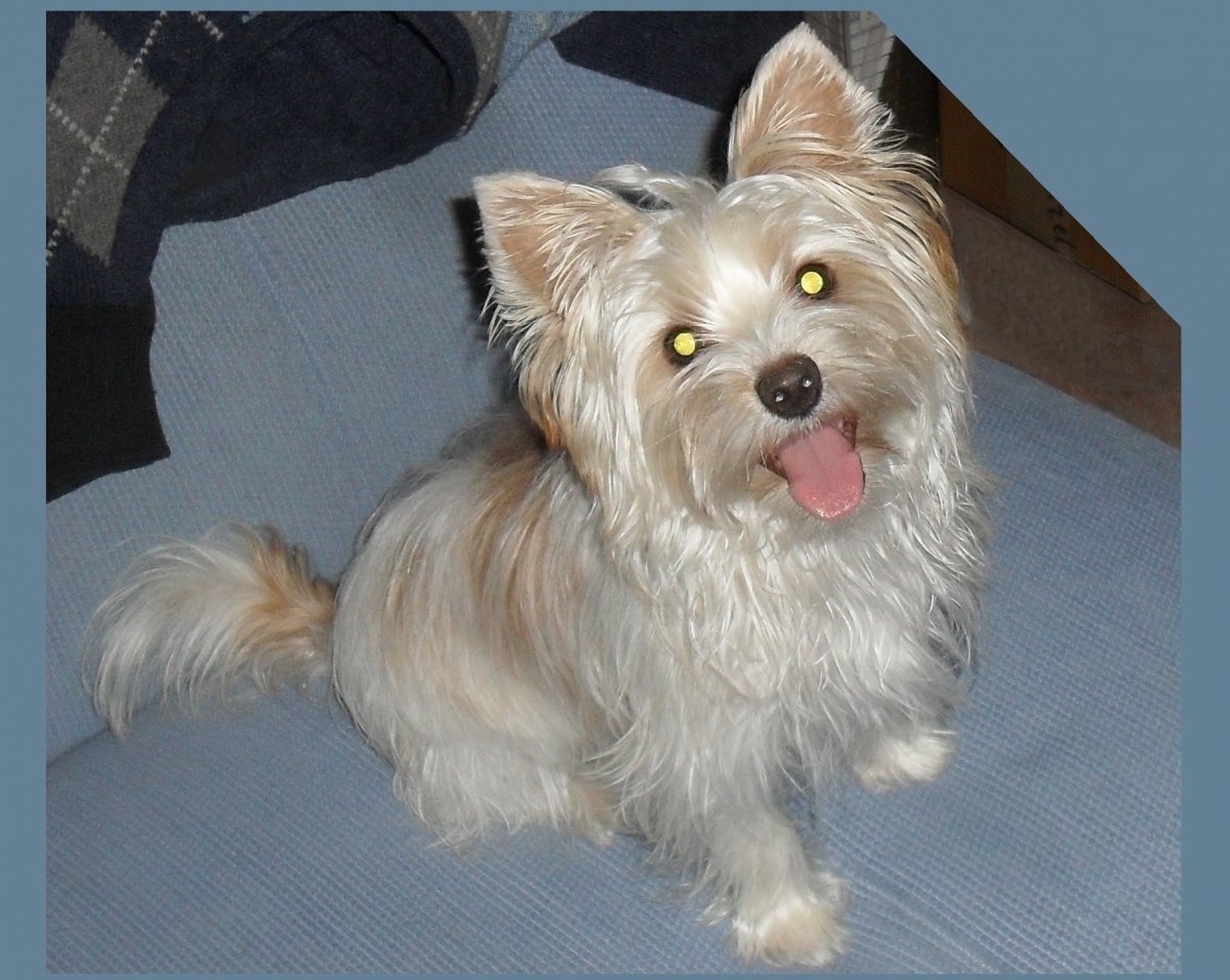 Белый Йоркшир терьер