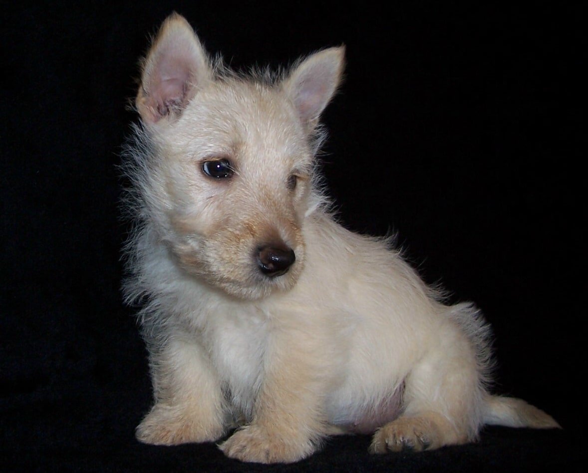 Шотландский терьер щенки белый