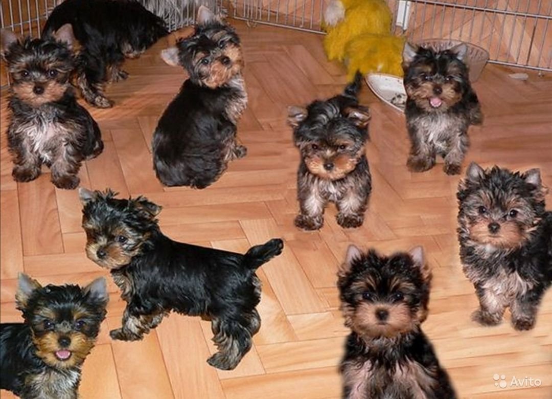 Йоркширский терьер короткошерстный