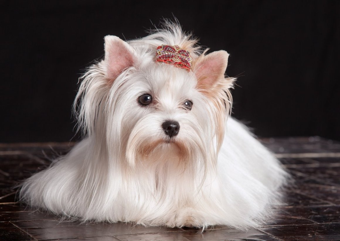 Голддаст Йоркшир терьер