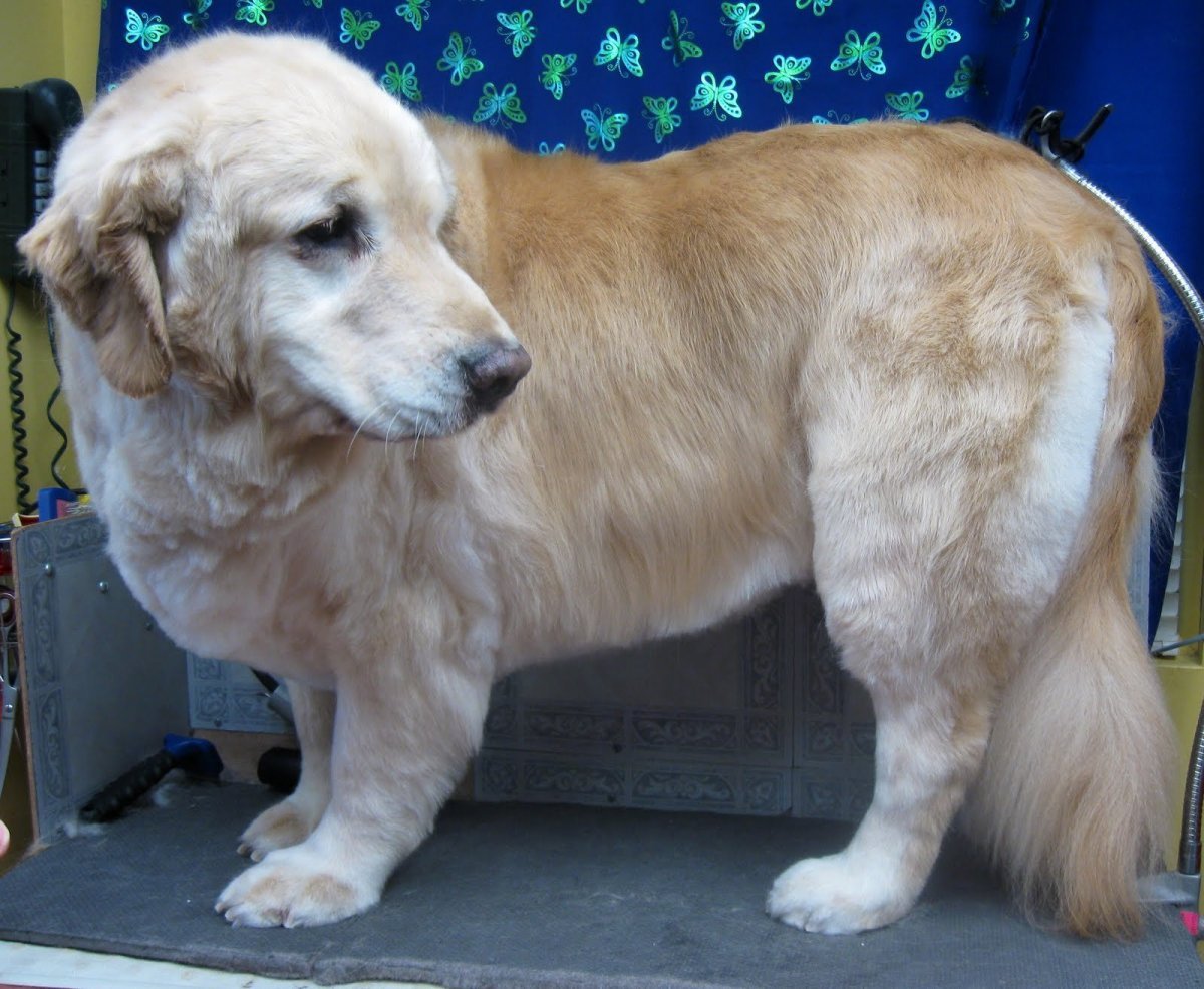 Золотистый ретривер грумминг