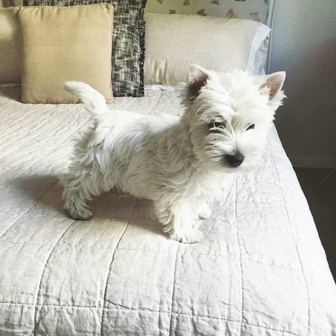 Вейс хайлендер Вайт терьер