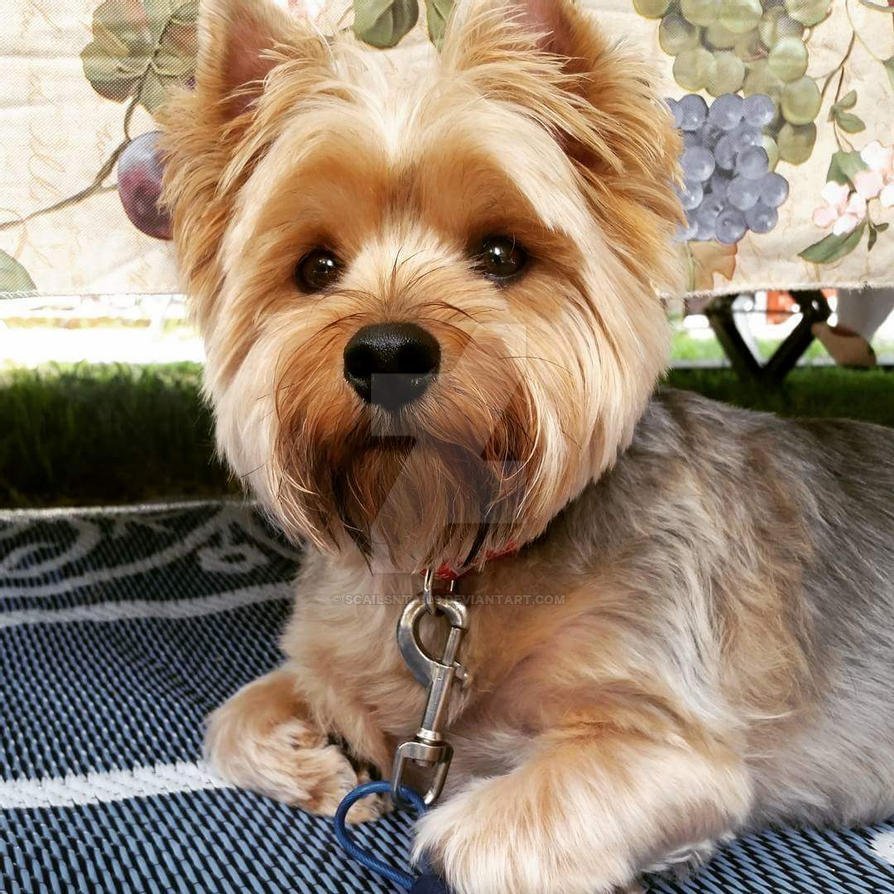 Йоркширский терьер альбинос