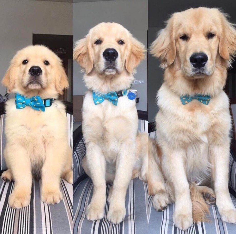 Стрижка Голден ретривера