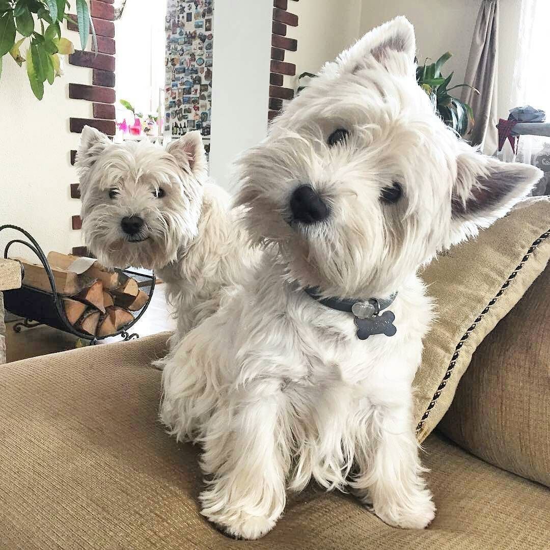 Йоркширский Уайт терьер