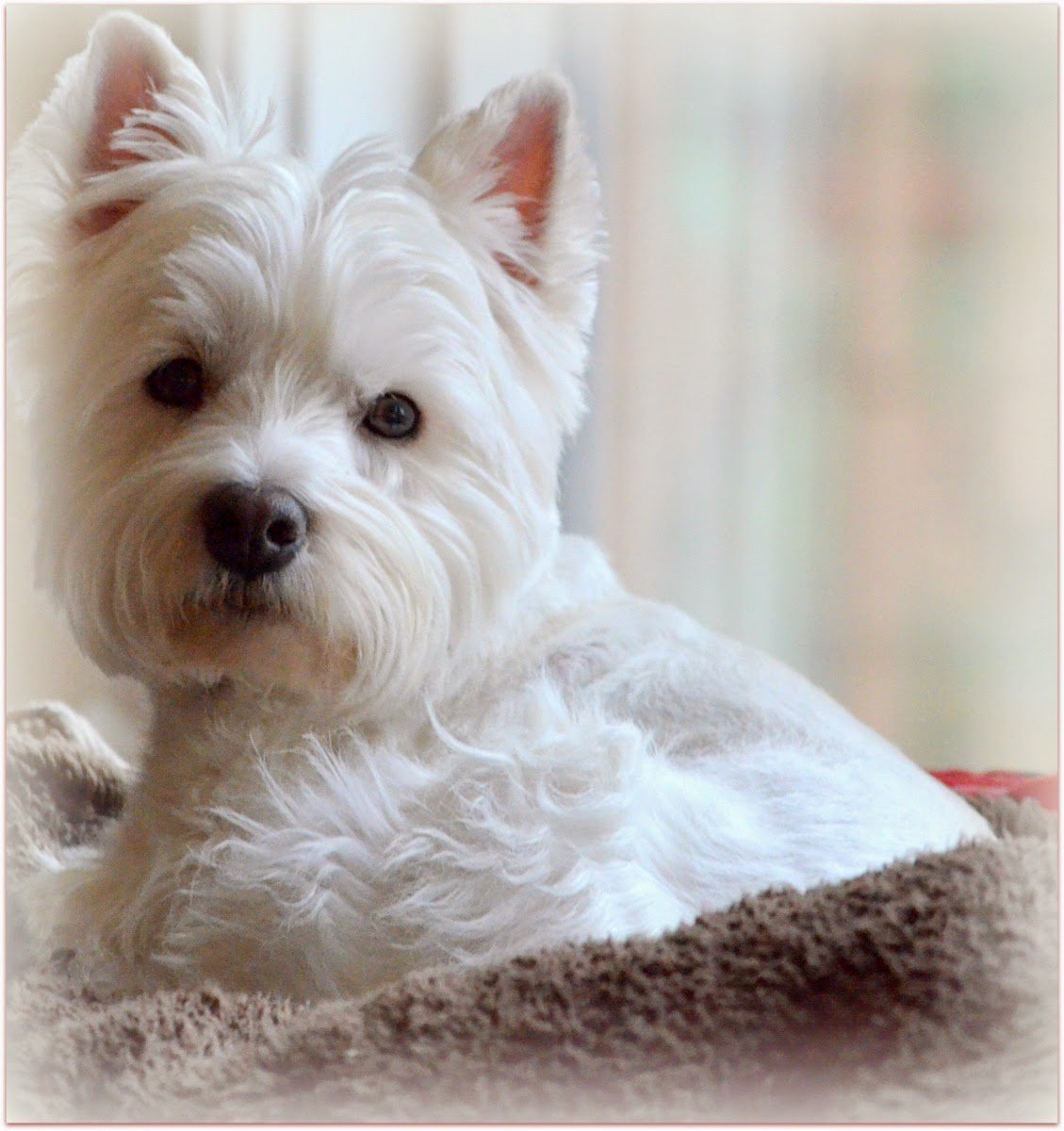 Вест хайленд Йоркширский терьер