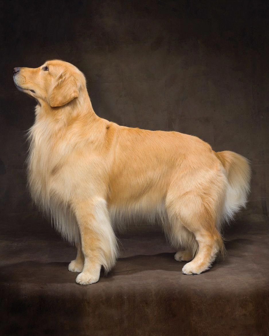 Золотистый ретривер грумминг