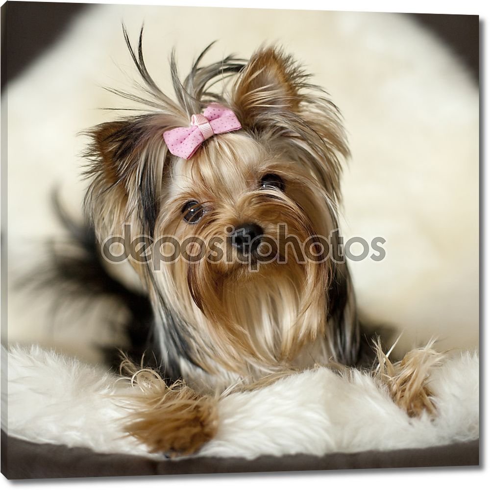 Йоркширский терьер белый