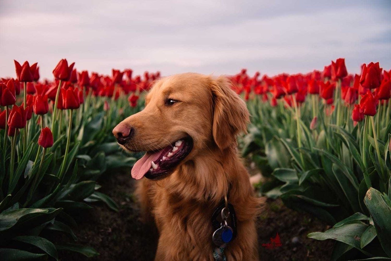 Собаки весной картинки. Новошотландский ретривер. Золотистый ретривер чёрный. Рыжая собака.