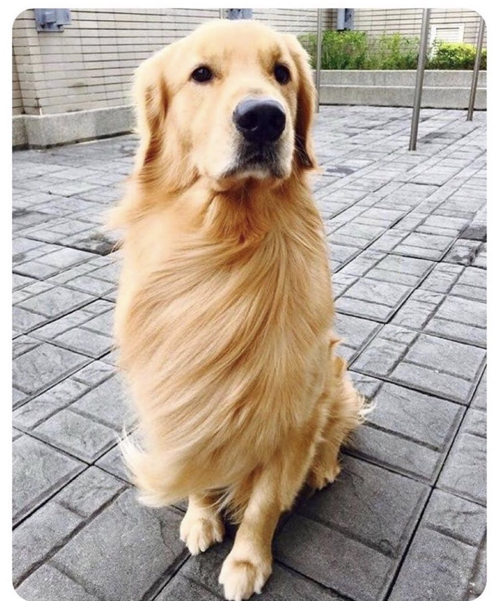 Голден ретривер шоу