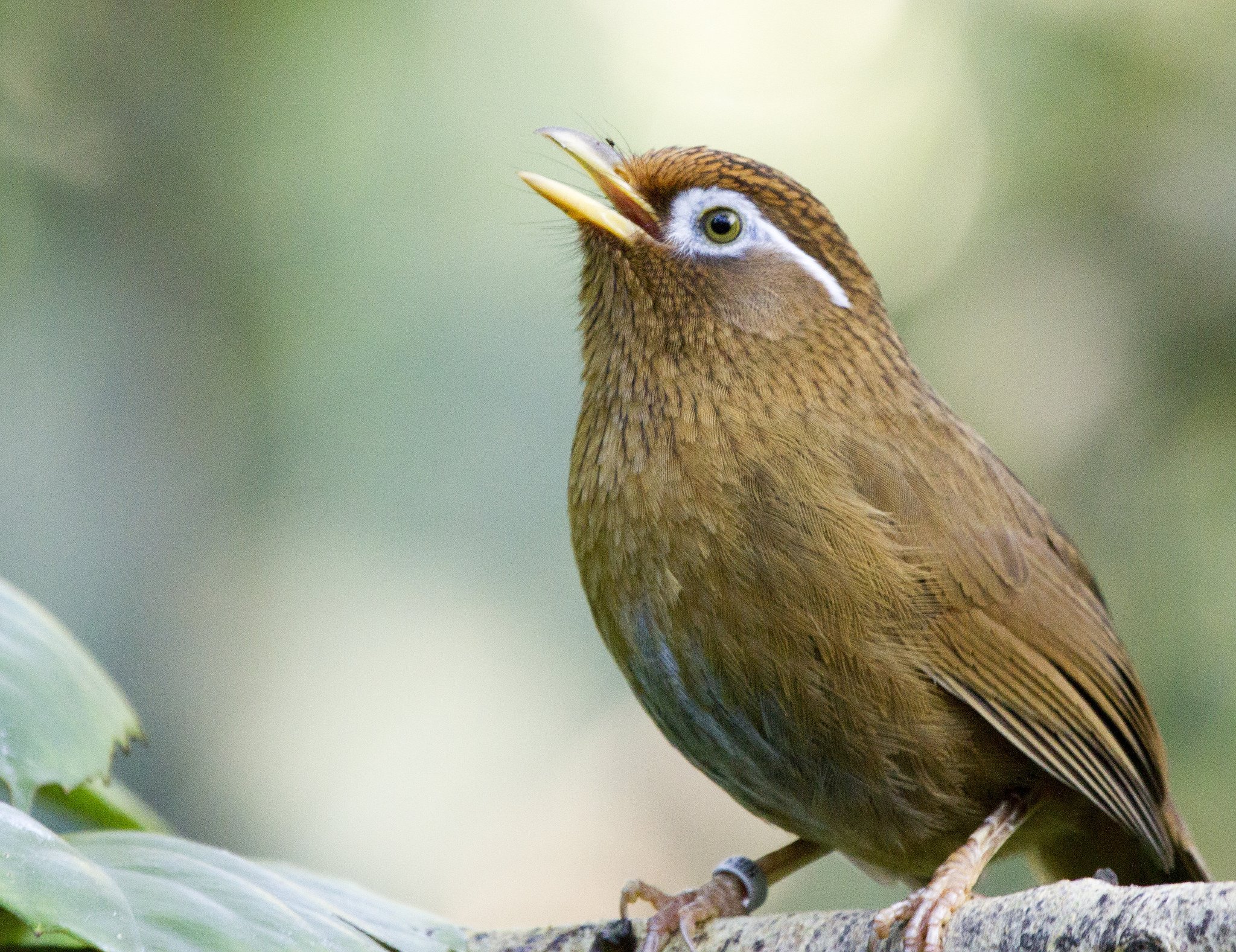 Какая птица имеет большие глаза. Garrulax canorus. Дрозд крапивник. Очковая кустарница. Маленькая коричневая птица.