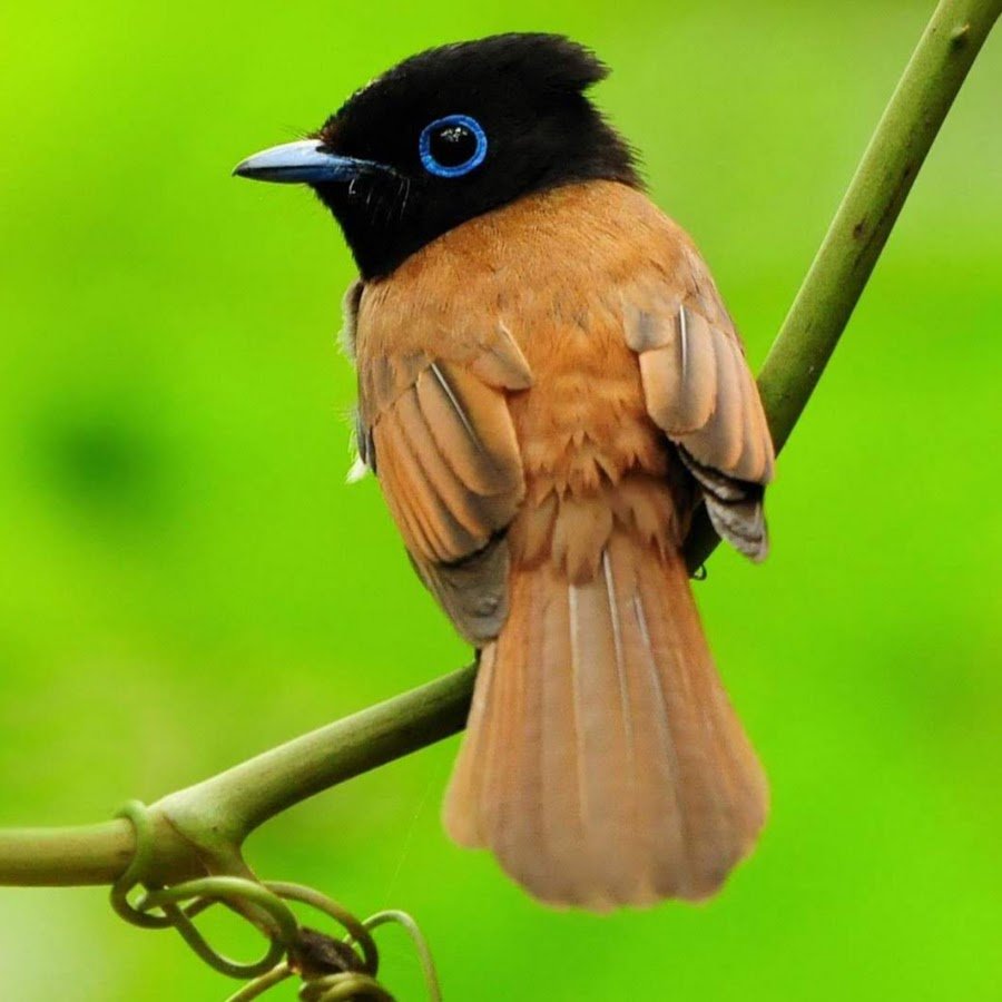 Flycatcher Trap Square