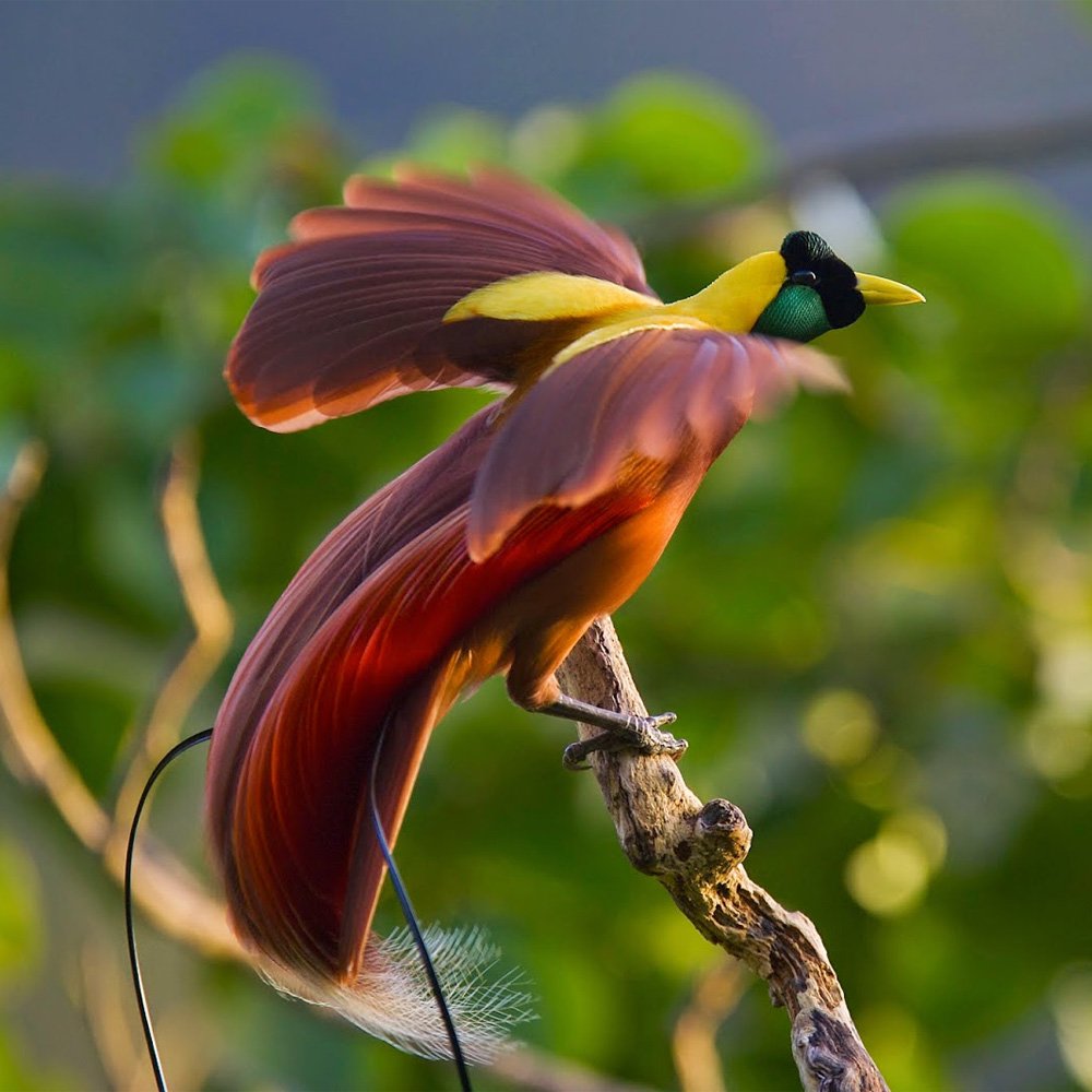 Реггианова Райская птица