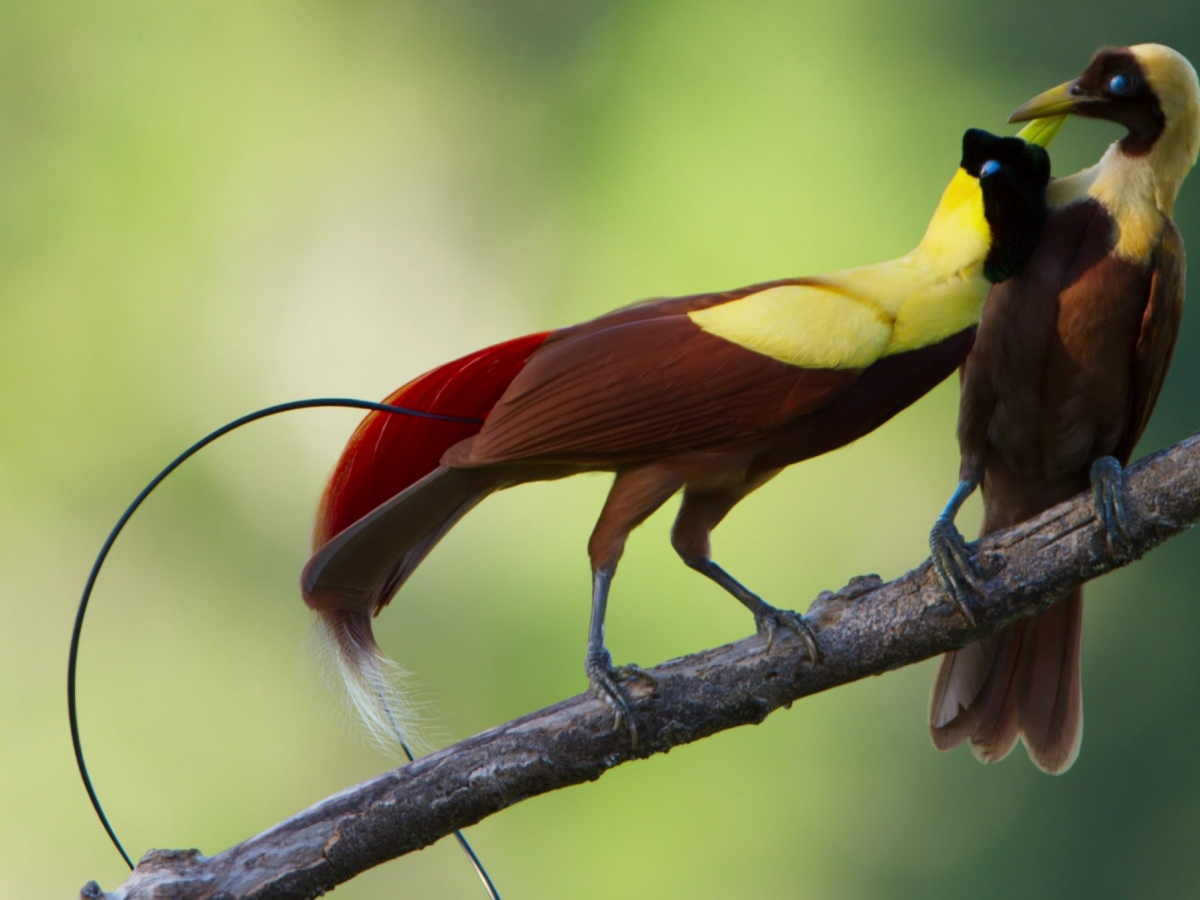 Большая Райская птица