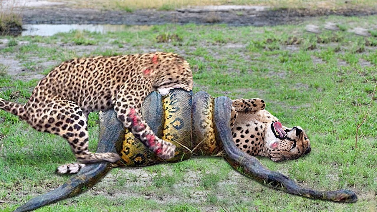 Яйца яванского леопарда. Оринокский крокодил против анаконды.