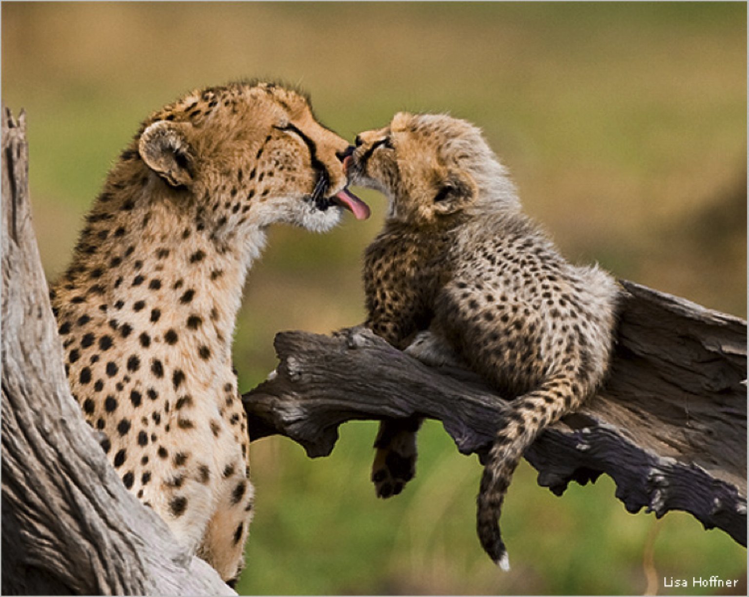 Дикие мамаши. Гепарды в дикой природе. Животные любовь. Детеныши зверей. Инстинкты диких животных.