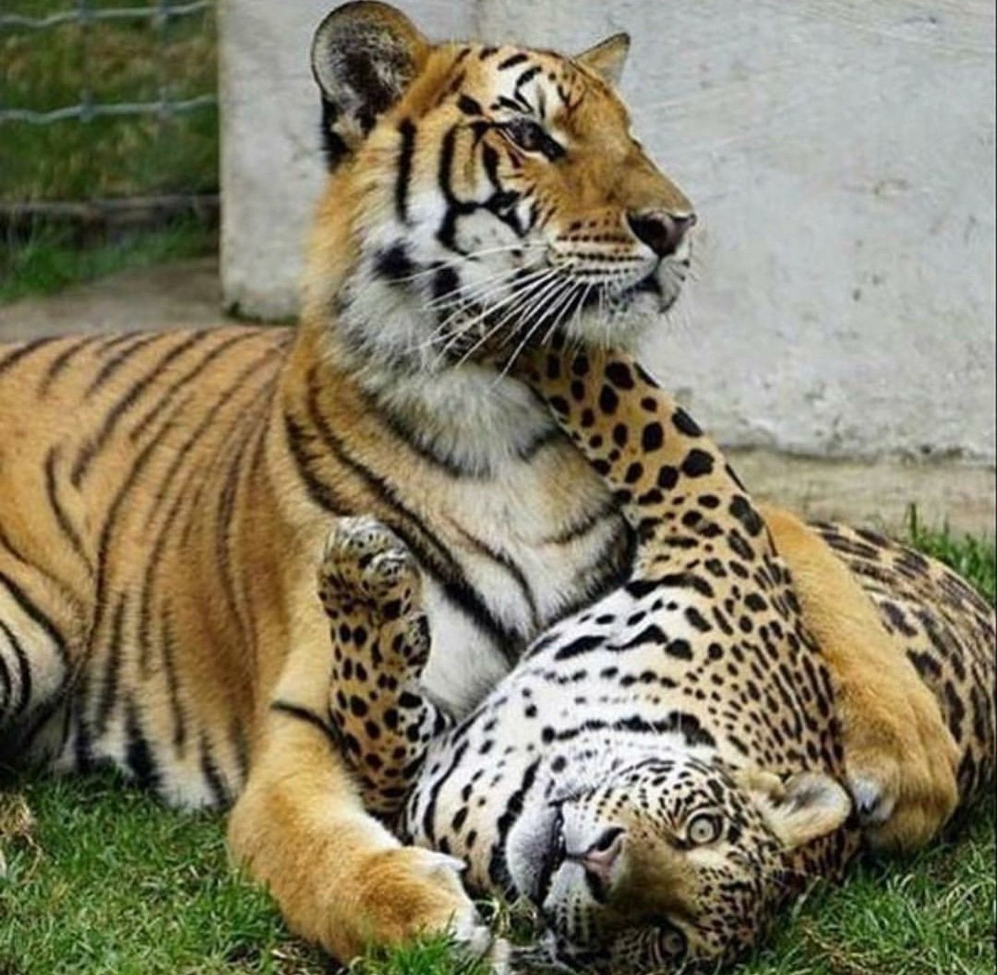 Левый тигр. Гепард Ягуар и тигр. Тигр Лев и леопард. Тигр леопард гепард. Лев тигр леопард Ягуар.