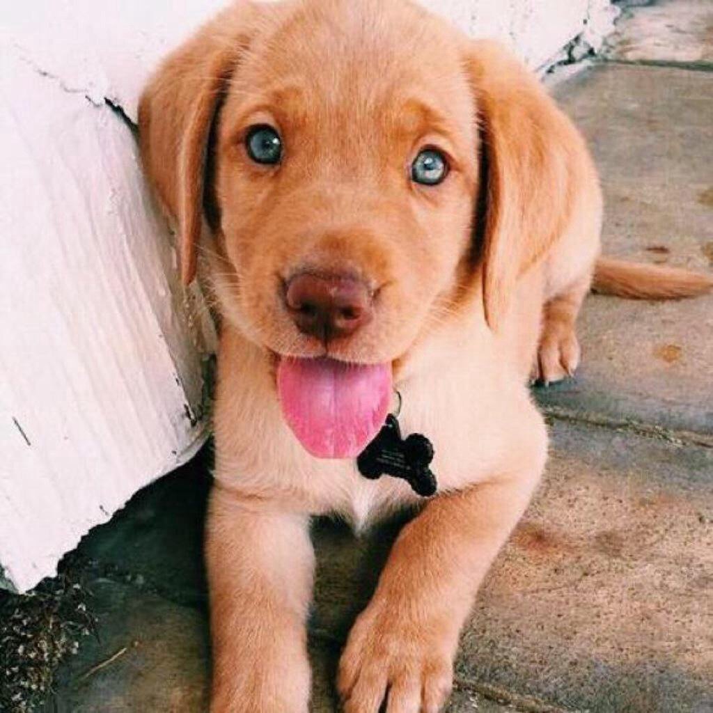 Милые собаки взрослые