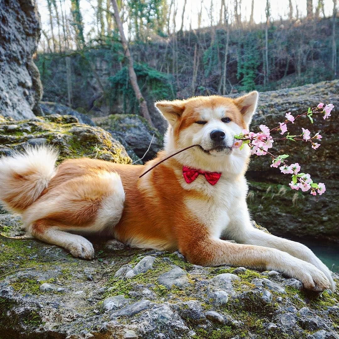 Акита ину рыжая