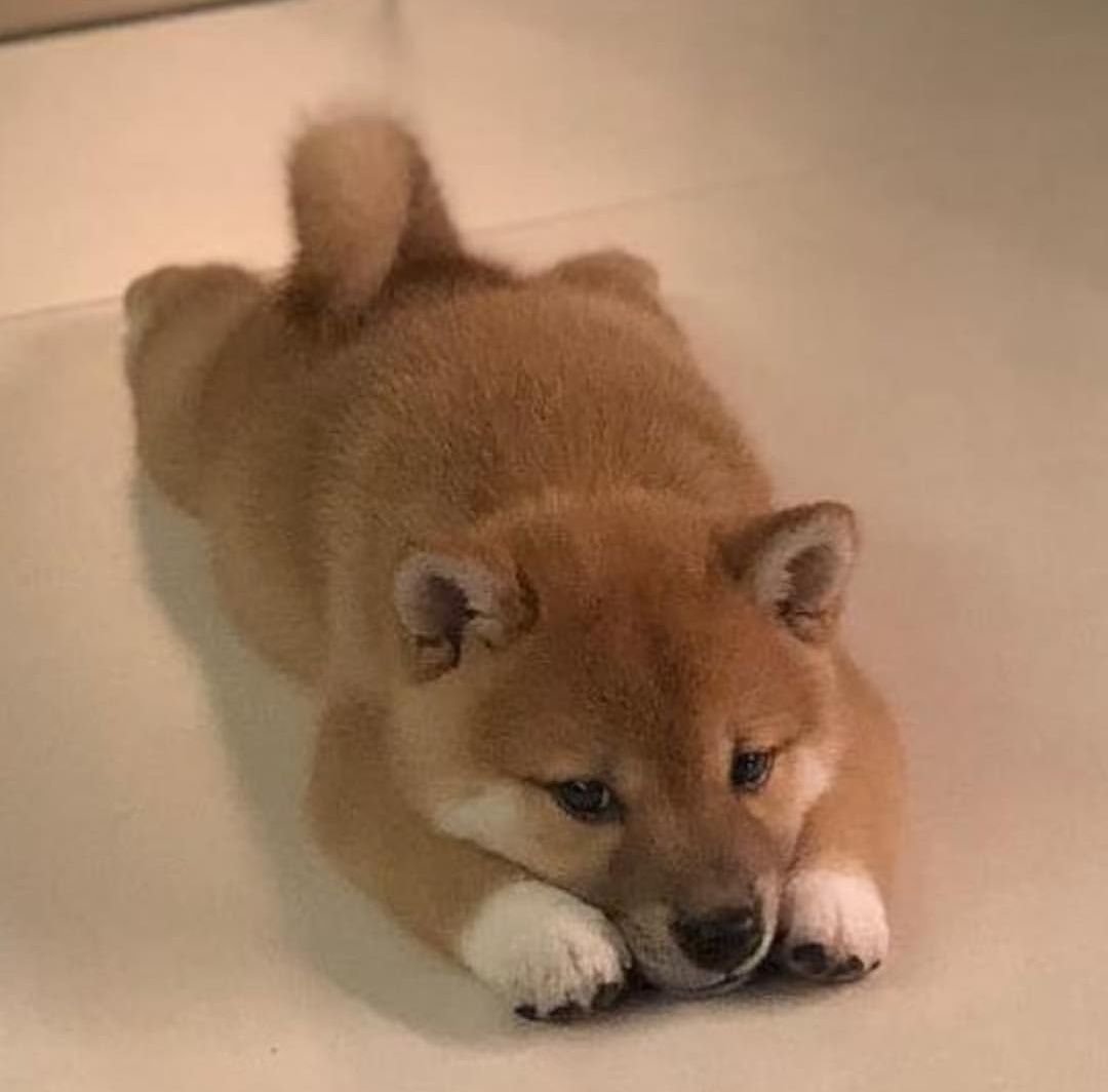 Акита-ину и сиба-ину