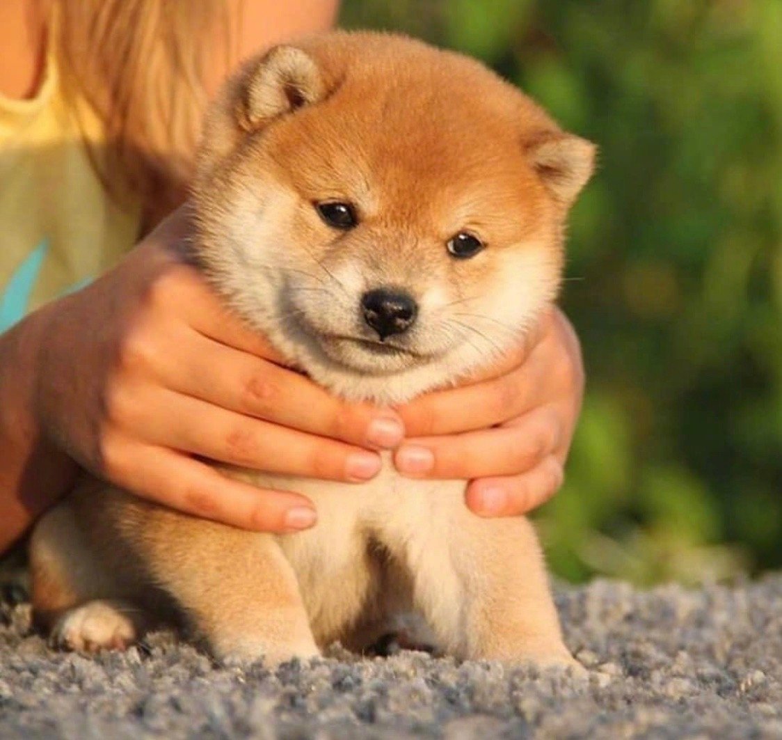 Сиба ину щенок