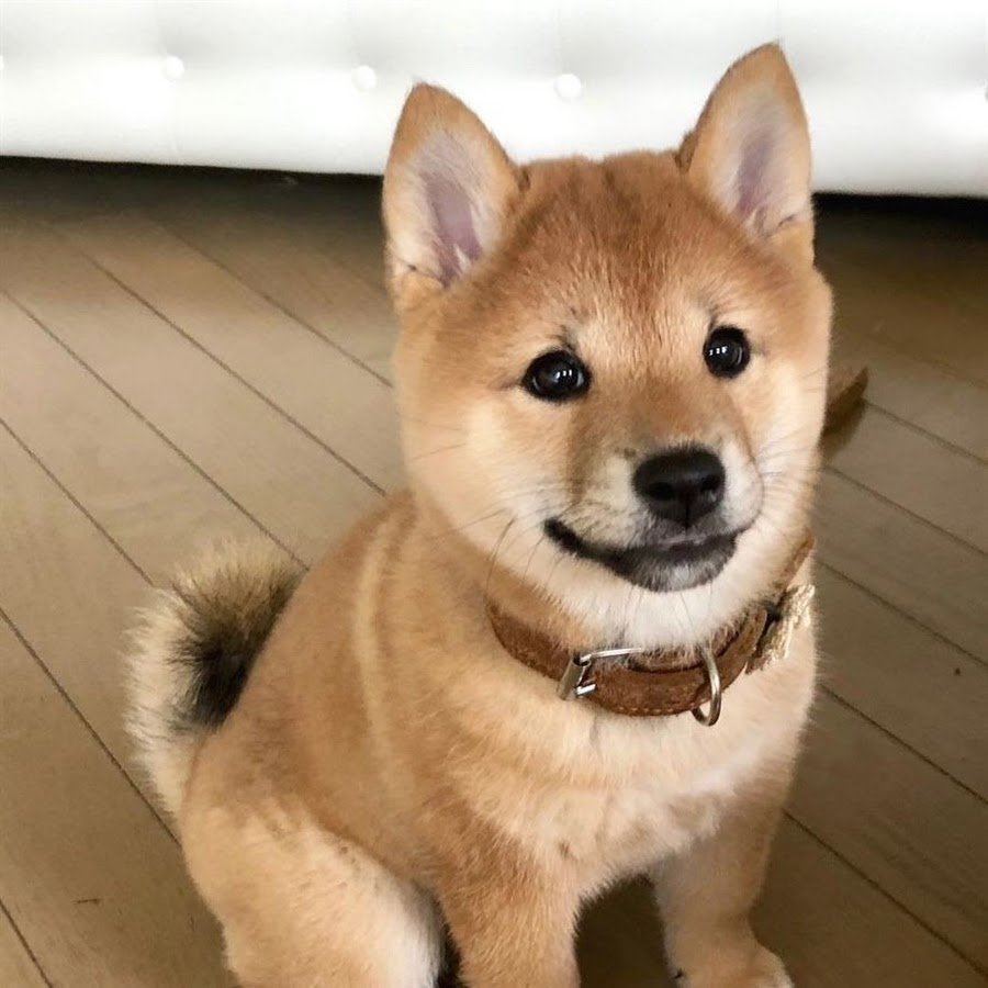Сиба-ину карликовый