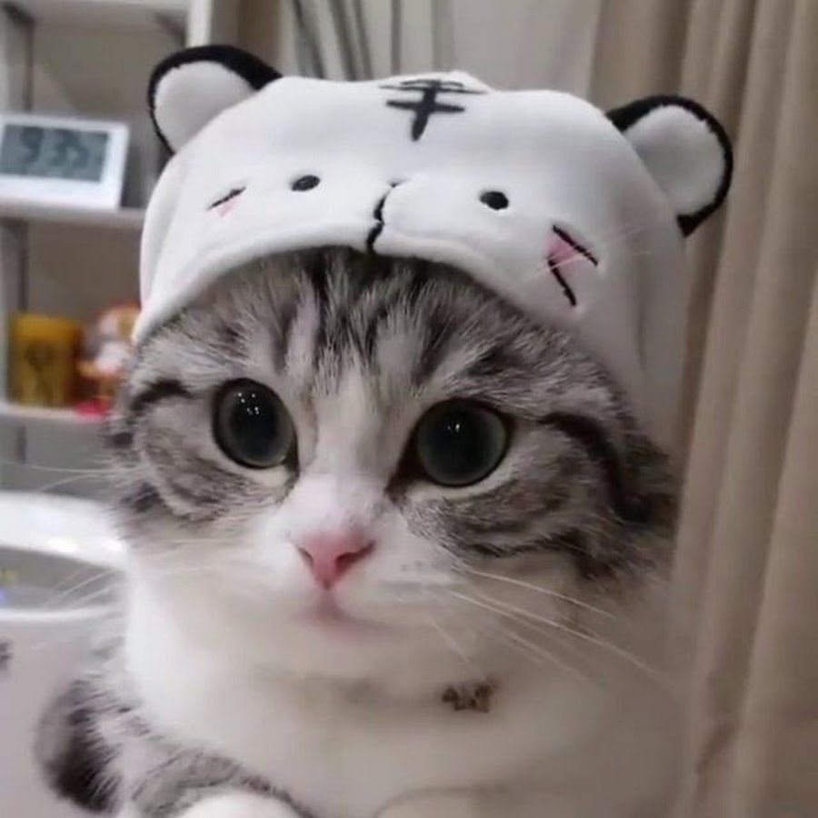 Кот в шапочке