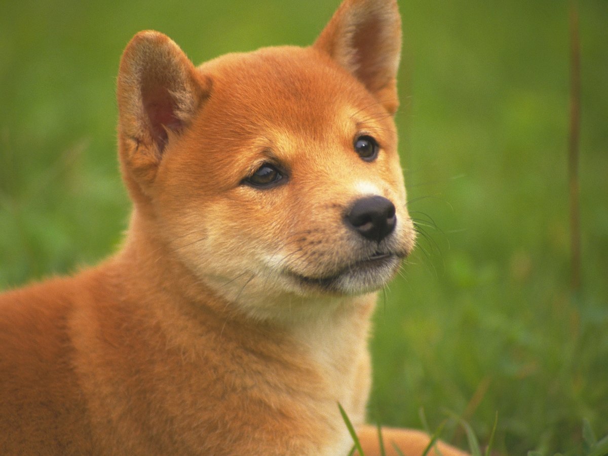 Маленькая рыжая собачка