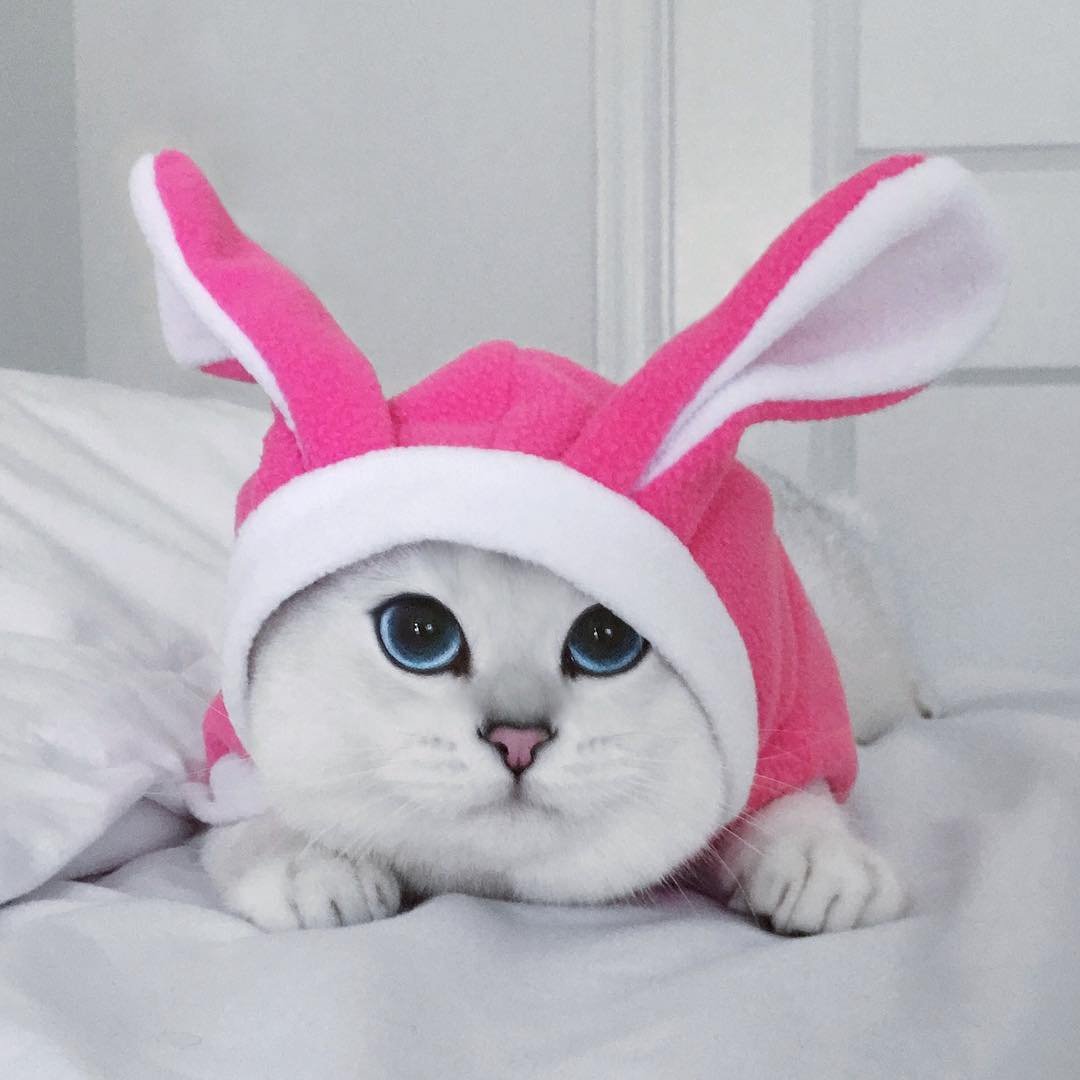 Кошки в милых костюмах