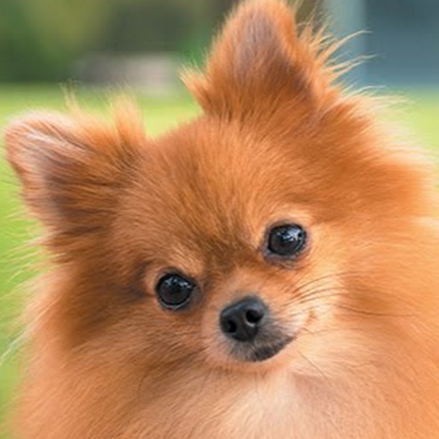 Маленькая при маленькая собачка рыженькая