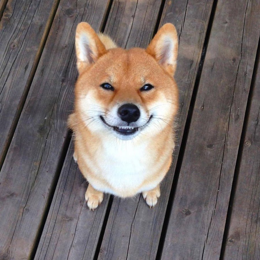 Собачка сиба ину