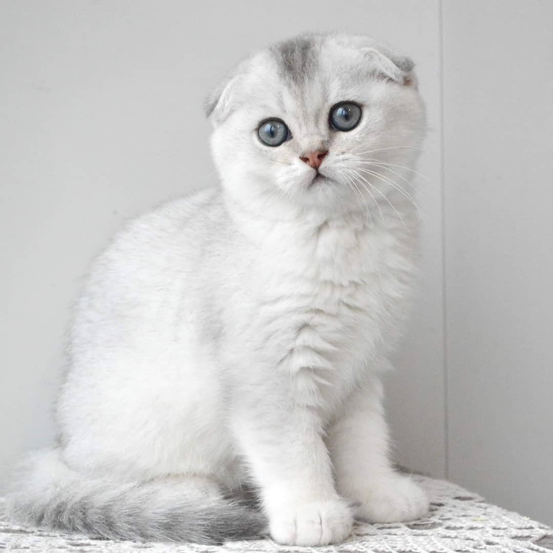 Шотландская прямоухая кошка белая