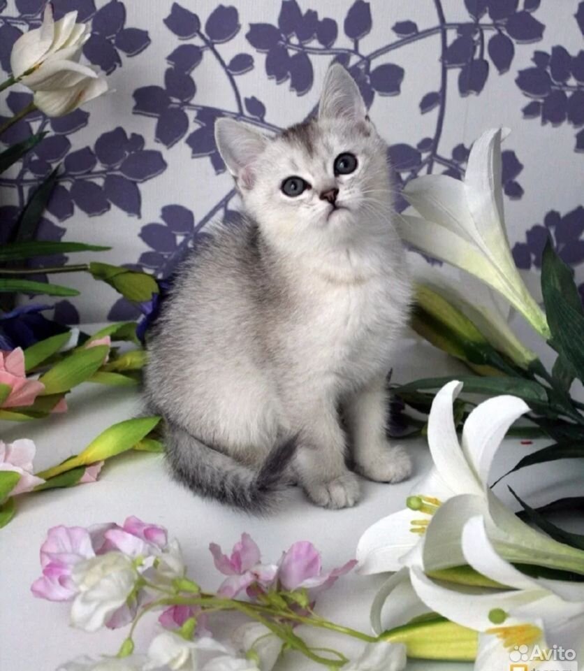 Шотландская шиншилла кошка серебристая
