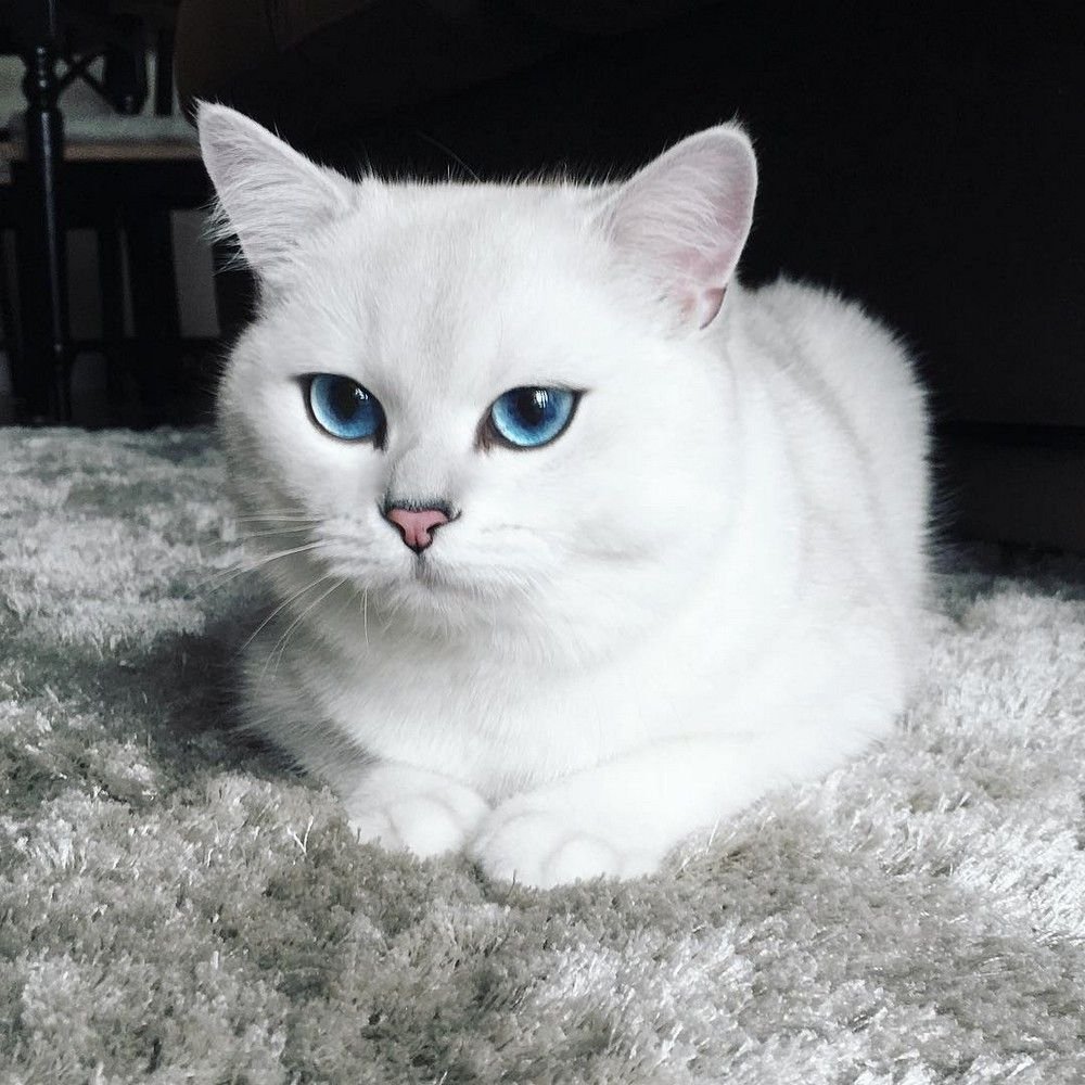 Шотландские котята серебристая шиншилла