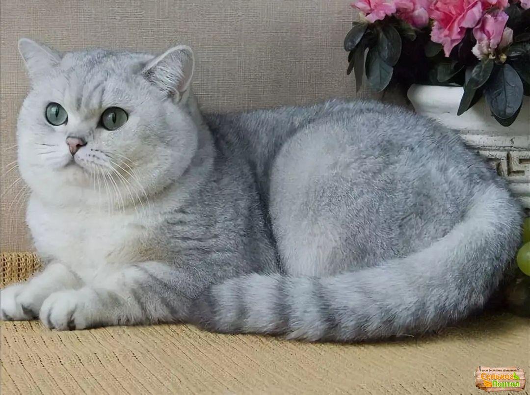 Шотландская прямоухая шиншилла серебристая