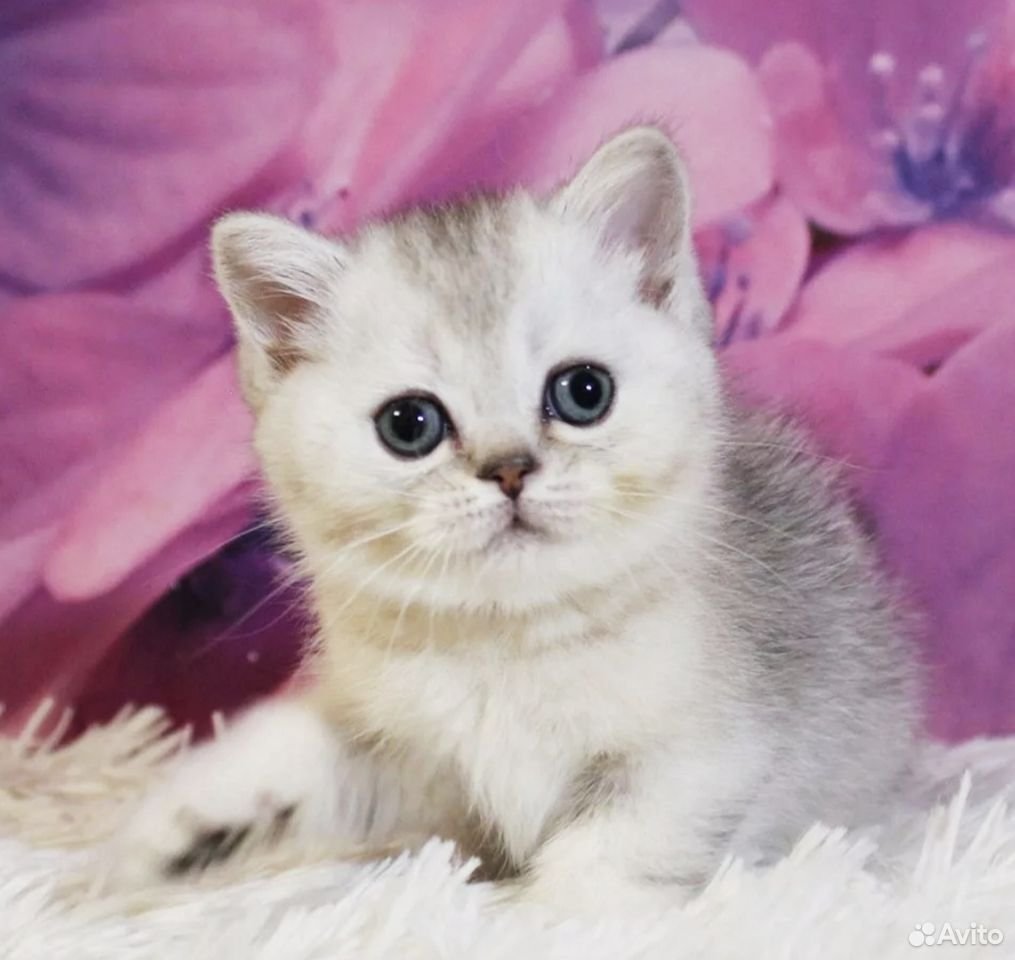 Шотландская прямоухая шиншилла