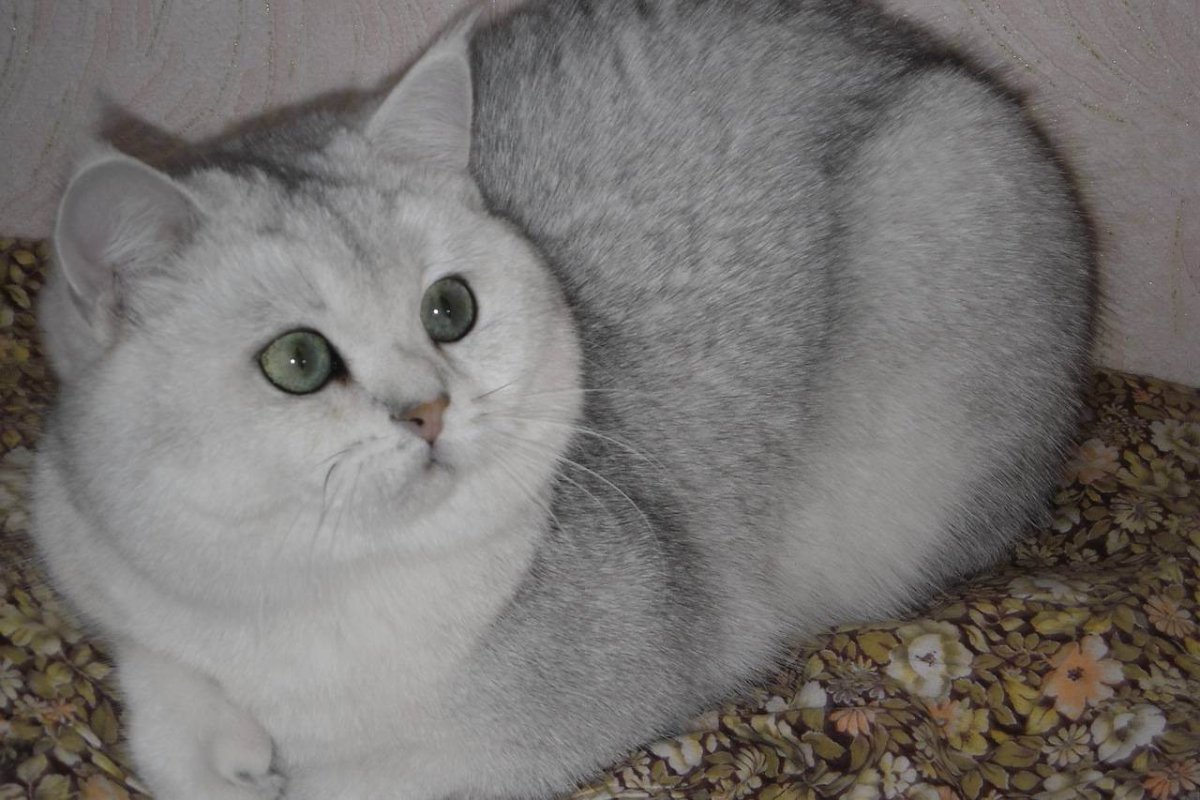 Серебристая тикированная шиншилла Шотландская